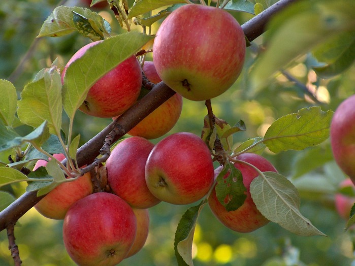 Apples on a tree