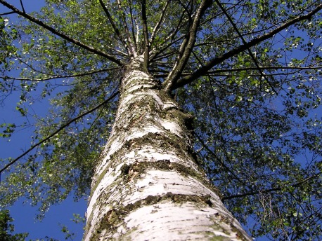 Looking up at a tall birch tree