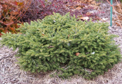 Bird's Nest Spruce