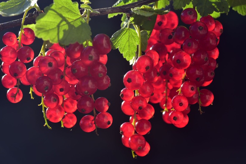 Currants