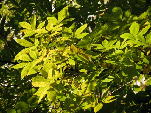 Green ash tree