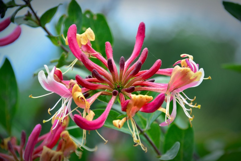Honeysuckle blossom