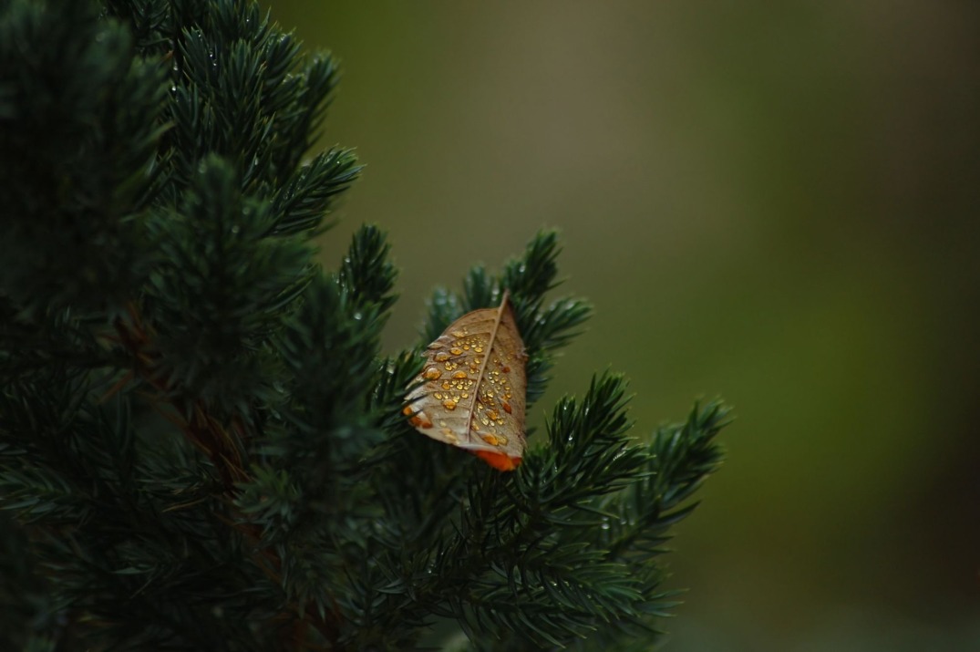 Fallen autumn leaf resting on spruce tree branch