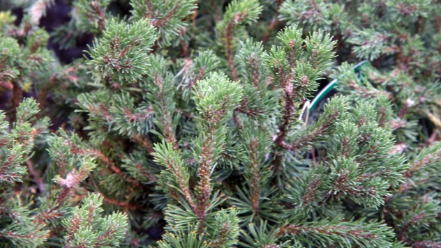 Mugo pine branches