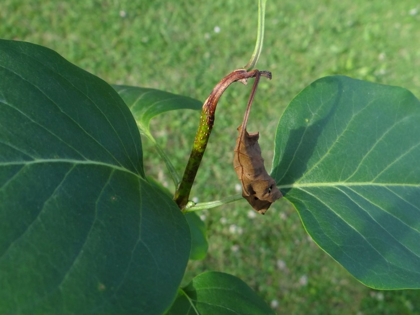 Pseudomonas syringae