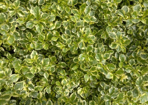 Close-up of a shrub