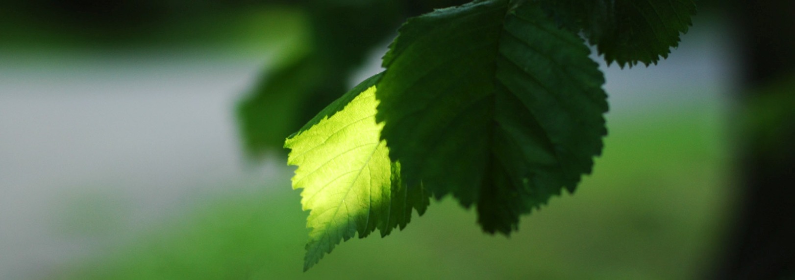 Master arborist, author and speaker Kevin Lee has served Calgary for over 30 years.