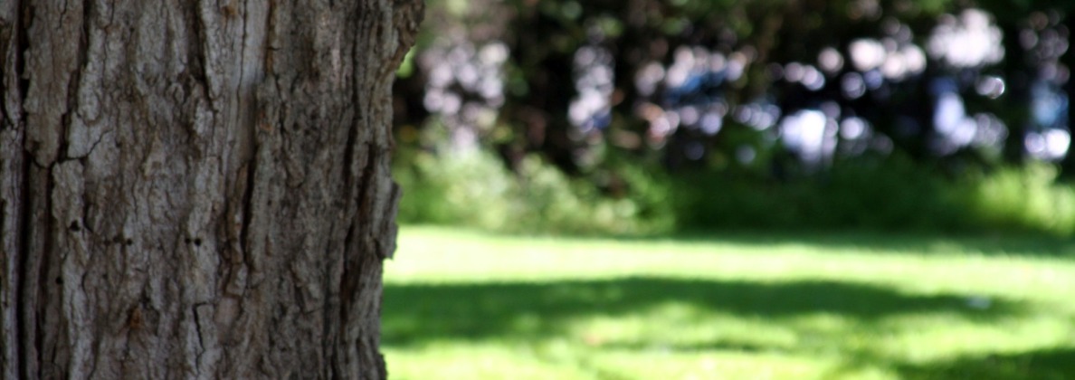 Kevin is familiar with all of Calgary's trees and shrubs, their forms and natural growth patterns, and local insects and diseases.